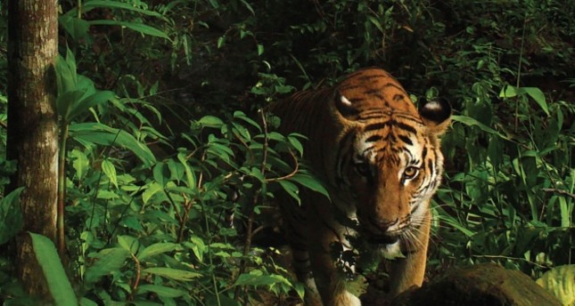 Indian officers mull using Calvin Klein perfume to capture killer tiger