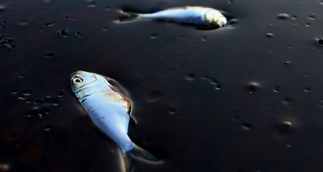 Humans wiped out 60 percent of Earth's animal population in 44 years, study finds