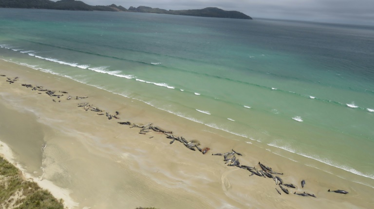 145 whales die on remote New Zealand beach