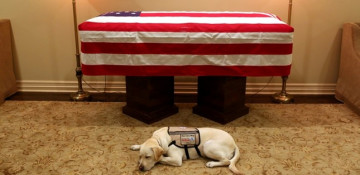 Sully the service dog accompanies late president Bush on final farewell