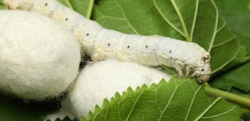 China helps Azerbaijan to revive sericulture