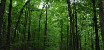 CCTV cameras mounted in forests in five Azerbaijan regions