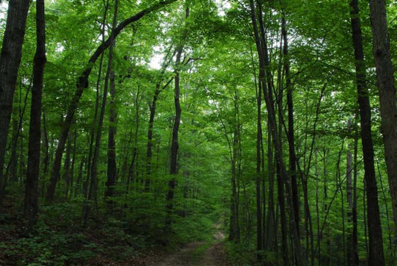 CCTV cameras mounted in forests in five Azerbaijan regions