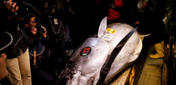 Tuna sells for record $3 million in auction at Tokyo's new fish market