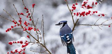 Snowfall predicted in Azerbaijan