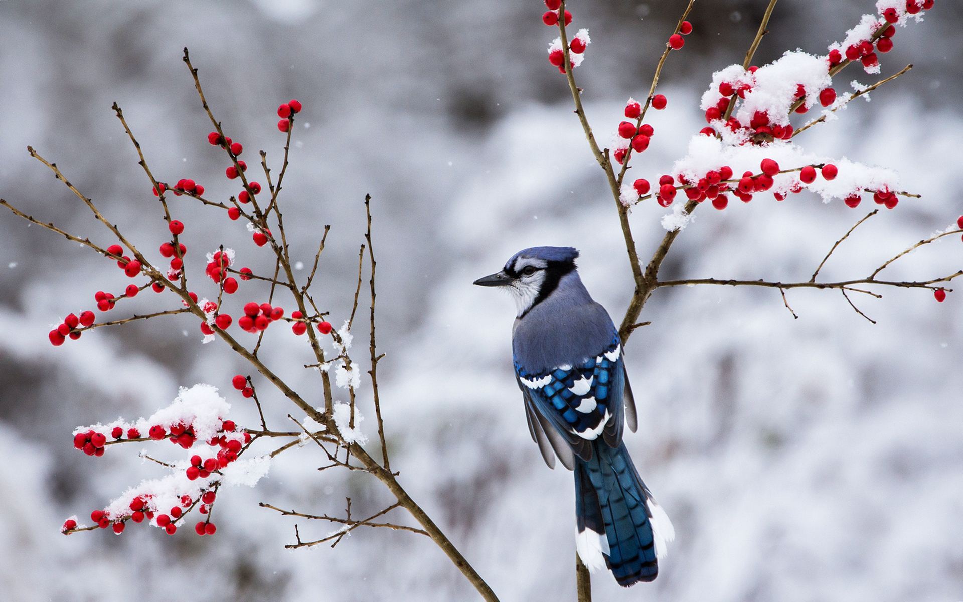 Snowfall predicted in Azerbaijan