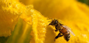 Nature crisis: 'Shocking' report details threat to species