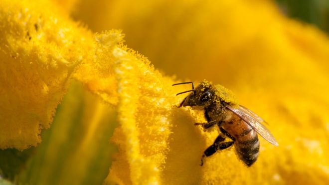 Nature crisis: 'Shocking' report details threat to species