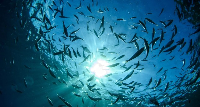 Global warming may reduce marine life by 17%, study says