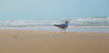 Azerbaijan Tourism Association offers beach innovations