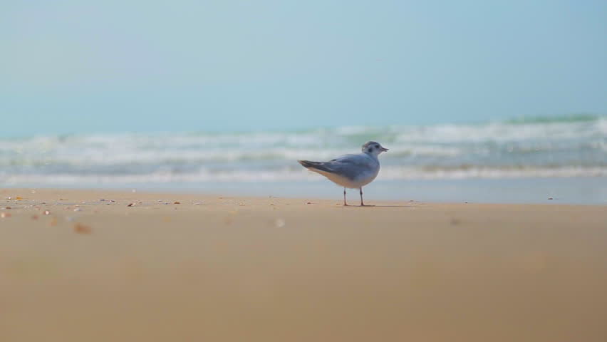 Azerbaijan Tourism Association offers beach innovations
