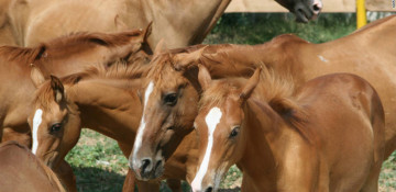 Azerbaijan’s Qarabag Horse Breeding Farm LLC eyes to export horses to Europe