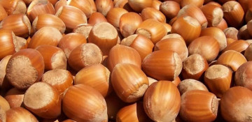 Azerbaijani hazelnut producer increases production