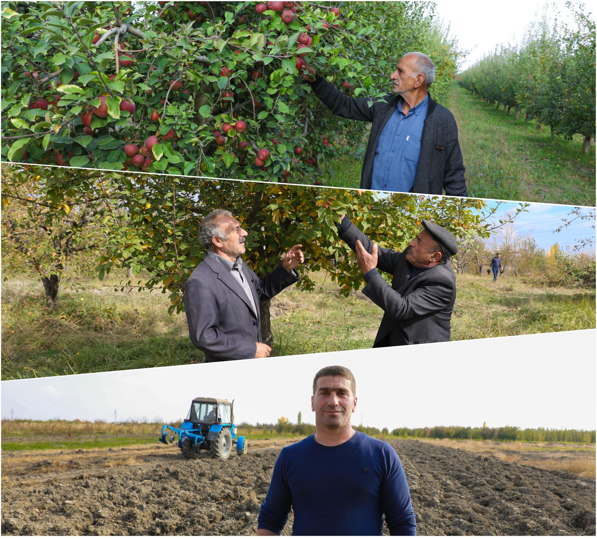 Fruit tree planting underway within Social Gardens project in Azerbaijan