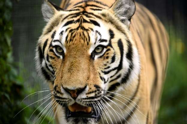 More than 2,300 tigers killed and trafficked this century: report
