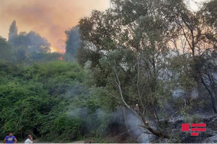 Fire occurs in forest lane in Azerbaijan's Goygol region