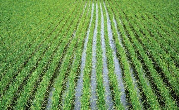 Azerbaijan’s Deputy Minister: Issuing subsidies under new rules a serious mechanism to achieve transparency