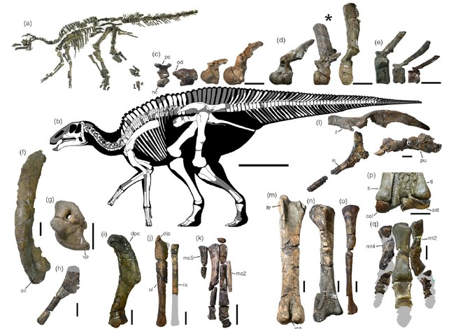 New dinosaur species found in Japan