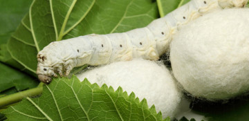 Mulberry cocoon production reaches record high in Azerbaijan over last 21 years