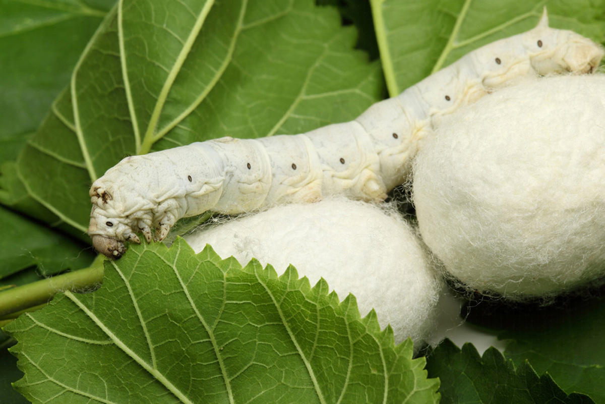 Mulberry cocoon production reaches record high in Azerbaijan over last 21 years