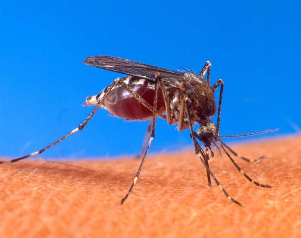 WHO recognizes Azerbaijan as malaria-free country