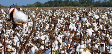 Record cotton crop to be harvested in Azerbaijan