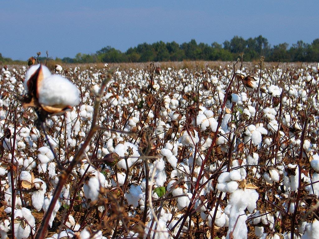 Record cotton crop to be harvested in Azerbaijan