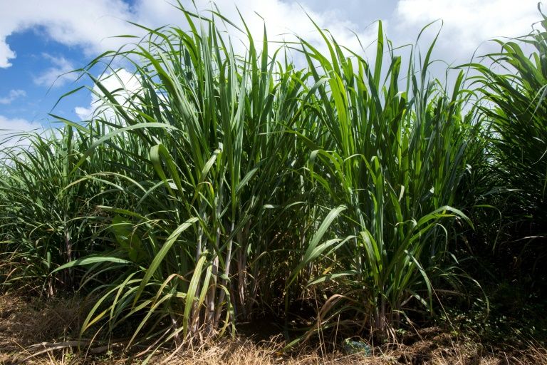 Brazil cancels ban on sugarcane farming in Amazon