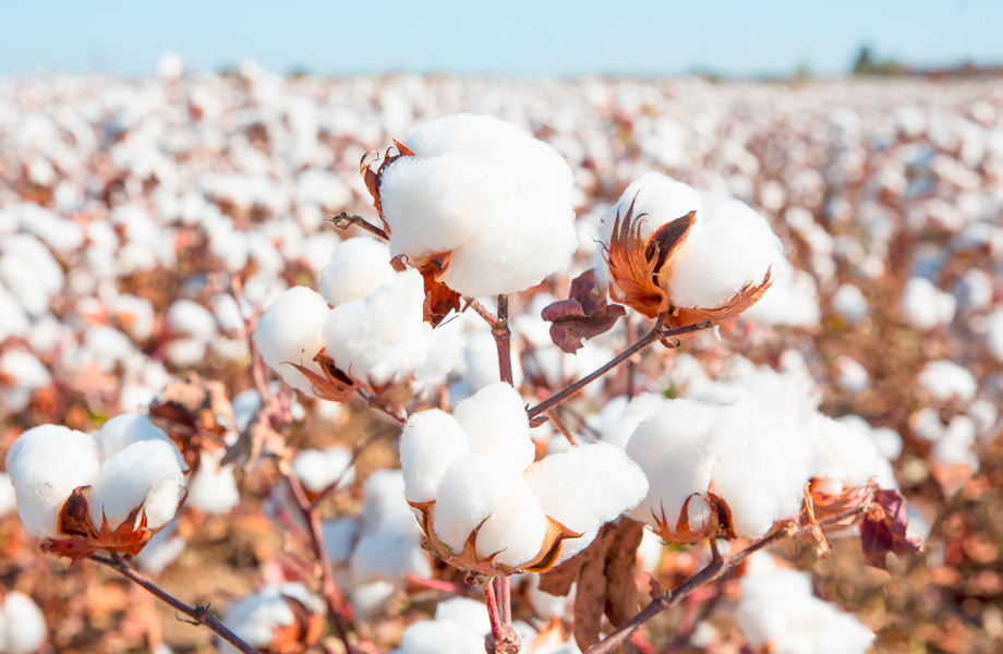 Exports of cotton fiber, yarn up in Azerbaijan in 10 months 2019