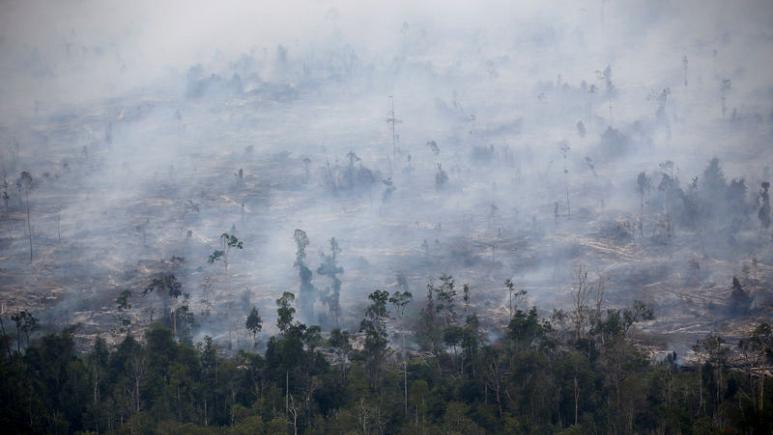Indonesian fires burnt 1.6 million hectares of land this year - researchers