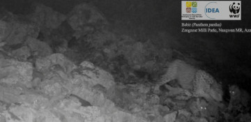 Two more leopard cubs recorded in Azerbaijan’s national park - VIDEO