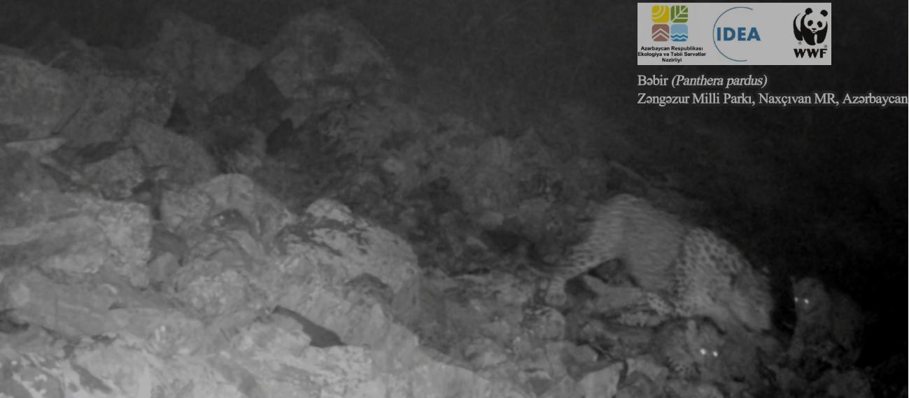 Two more leopard cubs recorded in Azerbaijan’s national park - VIDEO