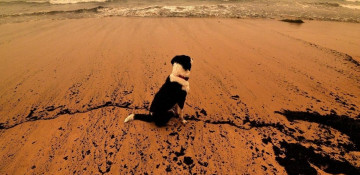 Fire-hit Australia gets $1.4bn recovery fund as troops deployed