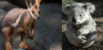 Koalas, wallabies endangered by Australia bushfires 'ecological disaster'