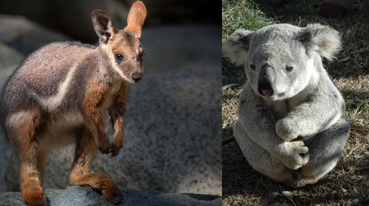 Koalas, wallabies endangered by Australia bushfires 'ecological disaster'