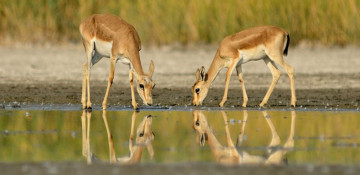Shirvan National Park: A look at nature