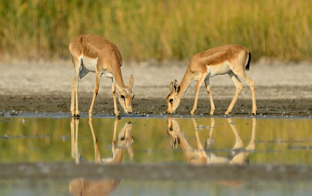 Shirvan National Park: A look at nature