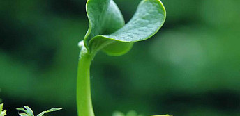 Some 1.5 billion drams worth damage caused to Armenian environment in 2019