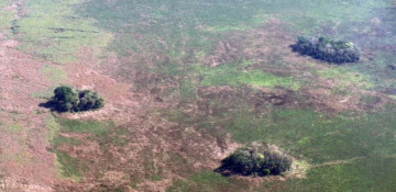 Crops were cultivated in regions of the Amazon '10,000 years ago'