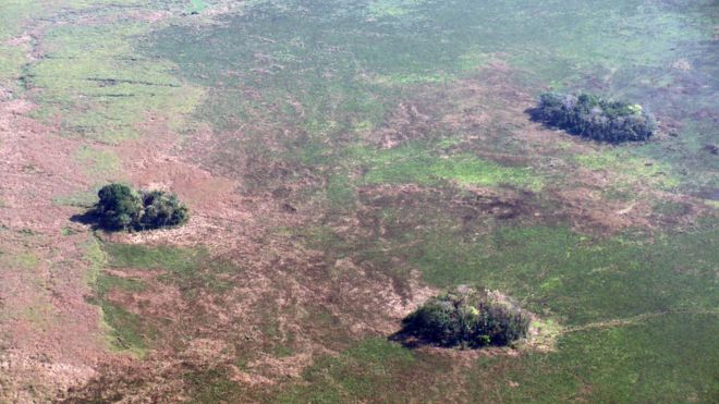 Crops were cultivated in regions of the Amazon '10,000 years ago'