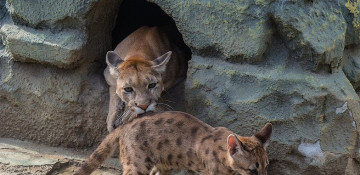 Siberian zoo sees animal baby boom during lockdown