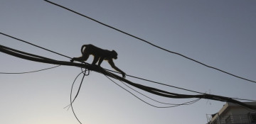 Monkeys steal COVID-19 blood samples in India