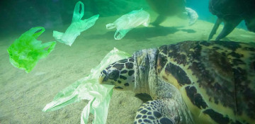 World Oceans Day: Is pandemic protection worth the plastic pollution?