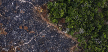 Pandemics driven by human destruction of nature, says WWF