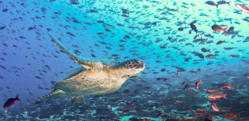 10 interesting facts about Earth's oceans