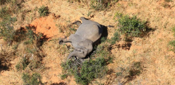 More than 360 elephants die from mysterious causes in Botswana