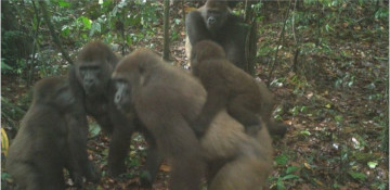 World's rarest great ape pictured with babies