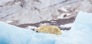 Polar bears could go extinct by 2100 due to global warming, study says