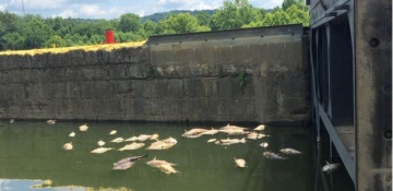 France's fishing federation sues Nestlé for pollution