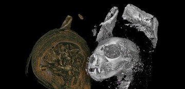 Scientists peer inside ancient Egyptian cat, snake and bird mummies
